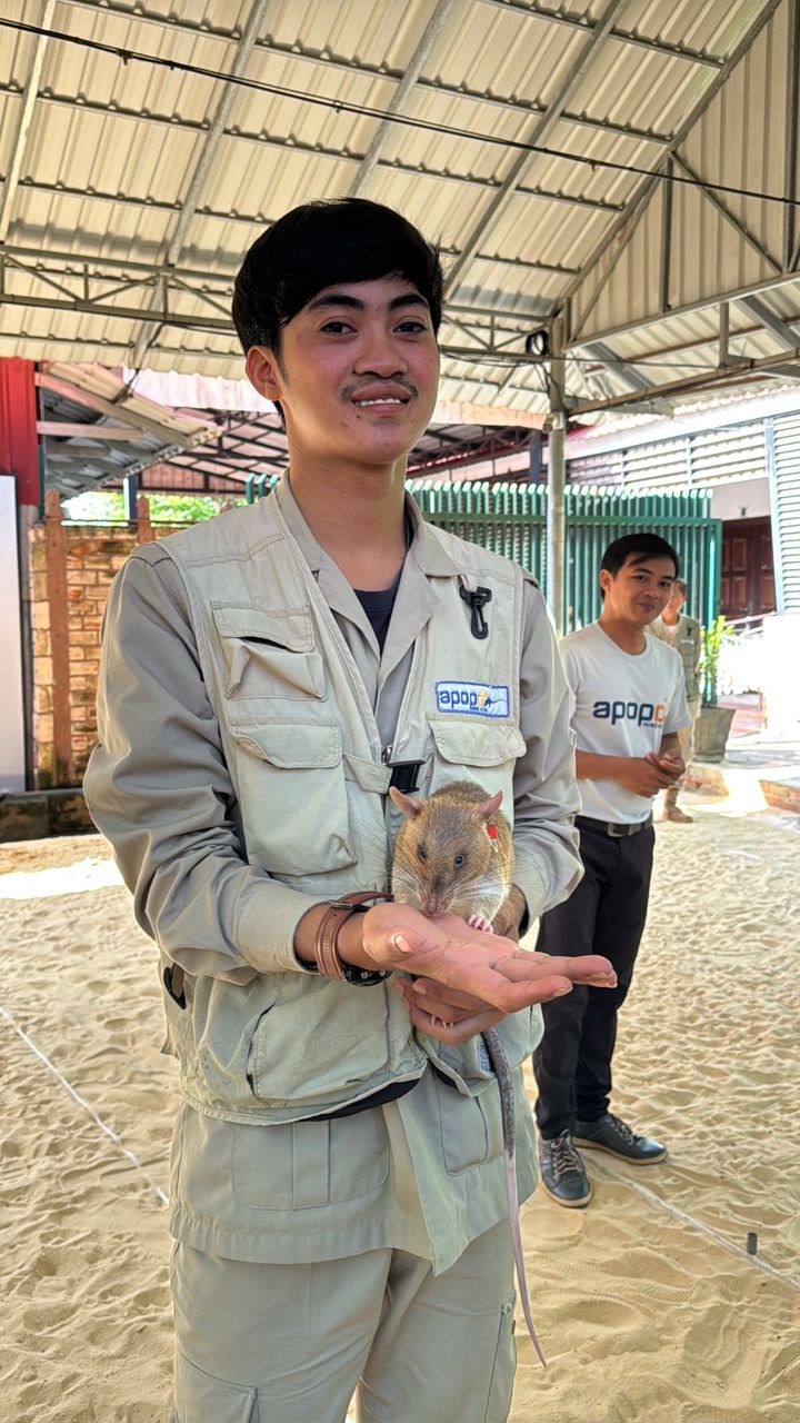 Apopo entrenadores de ratas en Camboya