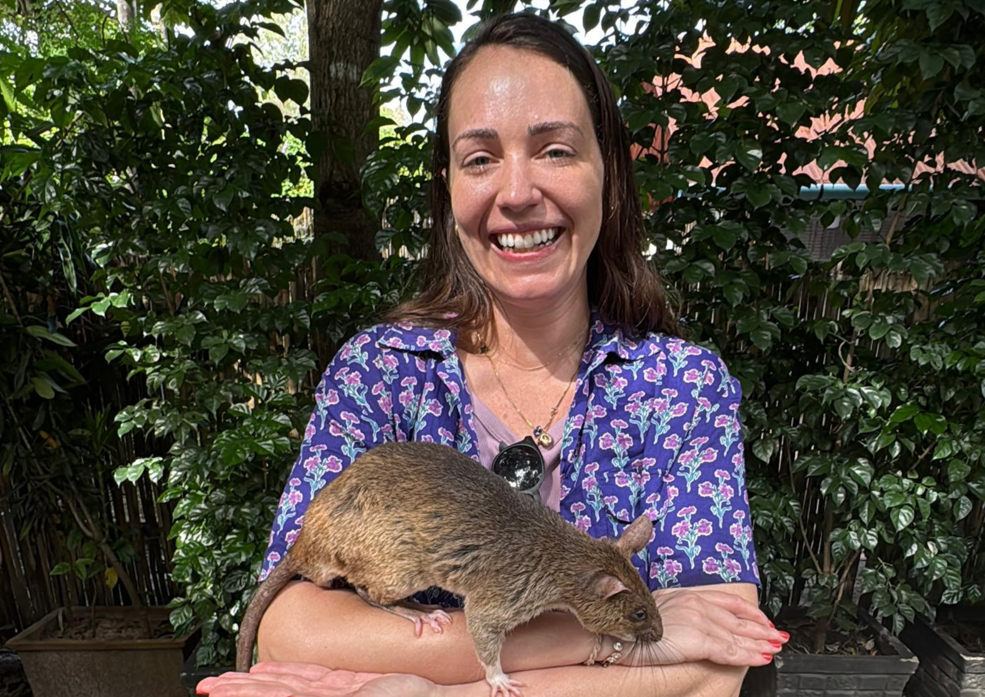 Apopo entrenadores de ratas en Camboya